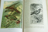 SOLD Rare Antique Book from the Library of Natural History by Richard Lydekker from 1901- "Birds" Macaws hoopoes parrots frigate condors owls (Leather Bound with Gold Leaf Edges) ) THE RIVERSIDE PUBLISHING COMPANY, 1901 CHICAGO