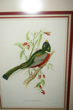 UNIQUE 29,5"X 23,5” 1955 GOULD TROGON AMBIGUUS BIRD FOLIO LITHOGRAPH FRAMED IN SIGNED ARTIST HAND PAINTED FRAME WITH 4 MATS TO ENHANCE THE ART WITHIN GORGEOUS DFPN94. DESIGNER WALL ART DÉCOR