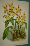 Lindenia Limited Edition Print: Odontoglossum Alexandrae Var Cutsemianum (White with Speckled Fushia) Orchid Collector Art (B1)