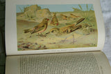 VERY RARE Antique Book from the Library of Natural History by Richard Lydekker from 1901: "BIRDS" WEAVER STARLING FINCH LARK BUNTING WOODPECKER (Leather Bound with Gold Leaf Edges) THE RIVERSIDE PUBLISHING COMPANY, 1901 CHICAGO VOLUME IN GREAT CONDITION