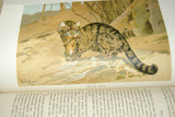 VERY RARE Antique Book from the Library of Natural History by Richard Lydekker from 1901: "Mammals, Wild Cats, Lions & Tigers"  also cats dogs vampire bats foxes(Leather Bound with Gold Leaf Edges) RIVERSIDE PUBLISHING COMPANY, 1901 CHICAGO