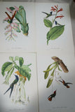 VERY RARE 1960 Rare Descourtilz Limited Edition Original Folio Lithograph Brazilian Bird Plate 57 Brazilian Swallow-Tail Hummingbird or Oiseau-Mouche Hirondelle & Datura
