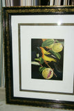 Professionally Triple Matted & in Hand-painted Frame 22" x 19" Rare Authentic Limited Edition 1960 Descourtilz Plate of Tropical Jamaica Oriole or Carouge Jamacaii Bird from Brazil. DES7