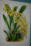 Lindenia Limited Edition Print: Odontoglossum Alexandrae Var Cutsemianum (White with Speckled Fushia) Orchid Collector Art (B1)