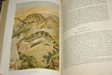 SOLD VERY RARE Antique Book from the Library of Natural History by Richard Lydekker from 1901: "Mammals, Wild Cats, Lions & Tigers"  also cats dogs vampire bats foxes(Leather Bound with Gold Leaf Edges) RIVERSIDE PUBLISHING COMPANY, 1901 CHICAGO