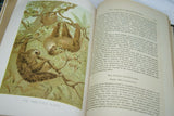 VERY RARE Antique Book from the Library of Natural History by Richard Lydekker from 1901: " Mammals" WHALES  SLOTHS PANGOLINS KOALAS KANGAROOS (Leather Bound with Gold Leaf Edges) RIVERSIDE PUBLISHING COMPANY, 1901 CHICAGO