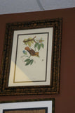 VERY RARE Professionally 2x Matted & in Hand-painted Frame 24" x 19" Rare Authentic Limited Edition 1960 Descourtilz Folio of Swainson's Royal Flycatcher or Platyrhynque Couronne Bird Plate 59 from Brazil (DES3)