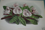 Lindenia Limited Edition Print: Paphiopedilum, Cypripedium Arthurianum Var Pallidum, Lady Slipper (Maroon) Orchid Collector Art (B1)