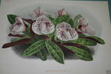 Lindenia Limited Edition Print: Paphiopedilum, Cypripedium Moensianum, Lady Slipper (Magenta and White) Orchid Collector Art (B1)