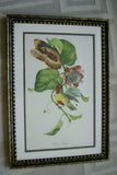 VERY RARE 1960 Rare Descourtilz Limited Edition Original Folio Lithograph Brazilian Bird Plate 53 Ruby & Topaz Hummingbird or Oiseau-Mouche Rubis Topaze with Orchid Flower