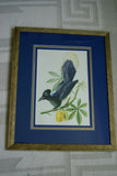 VERY RARE 1960 Rare Descourtilz Limited Edition Original Folio Lithograph Brazilian Bird Plate 39 Curly Blue Jay or Pie Acahe