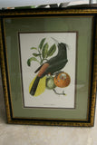 VERY RARE 1960 Rare Descourtilz Limited Edition Original Folio Lithograph Brazilian Bird Plate 11 Black-Spotted Barbet or Cabezon a Plastron Noir on Cactus