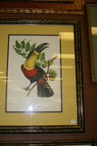 VERY RARE 1960 Rare Descourtilz Limited Edition Original Folio Lithograph Brazilian Bird Plate 5 Ariel Toucan or Toucan Ariel