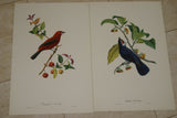VERY RARE 1960 Rare Descourtilz Limited Edition Original Folio Lithograph Brazilian Bird Plate 29 White-Capped Tanager or Euphone a Diademe