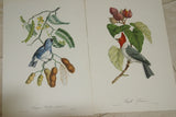 VERY RARE 1960 Rare Descourtilz Limited Edition Original Folio Lithograph Brazilian Bird Plate 41 Crested Cardinal or Fringille Paroare