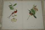 VERY RARE 1960 Rare Descourtilz Limited Edition Original Folio Lithograph Brazilian Bird Plate 15 Spot-Tailed Jacamar or Jacamar Dore