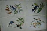 VERY RARE 1960 Rare Descourtilz Limited Edition Original Folio Lithograph Brazilian Bird Plate 25 Brazilian Turquoise Tanager (Tangara Diable-Enrhume)