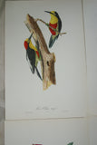 VERY RARE 1960 Rare Descourtilz Limited Edition Original Folio Lithograph Brazilian Bird Plate 17 Yellow-Fronted Woodpecker or Pic a Ventre Rouge