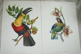 VERY RARE 1960 Rare Descourtilz Limited Edition Original Folio Lithograph Brazilian Bird Plate 1 Barraband Parrot Psittacule  or Caica-Barraband