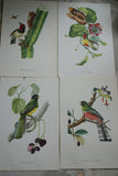 VERY RARE 1960 Rare Descourtilz Limited Edition Original Folio Lithograph, choice between 2 Brazilian Trogon or Couroucou birds: plate 7 or 9