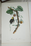VERY RARE 1960 Rare Descourtilz Limited Edition Original Folio Lithograph Brazilian Bird Plate 37 Golden-Headed Manakin or Manakin a Tete D’ Or