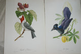 VERY RARE 1960 Rare Descourtilz Limited Edition Original Folio Lithograph Brazilian Bird Plate 39 Curly Blue Jay or Pie Acahe