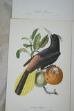 VERY RARE Professionally 2x Matted & in Hand-painted Frame 25”x 20” Authentic Limited Edition 1960 Descourtilz Folio of Pied-Breasted Oropendola or Cassique Huppe Bird Plate 43 from Brazil (DES2)