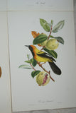 VERY RARE 1960 Rare Descourtilz Limited Edition Original Folio Lithograph Brazilian Bird Plate 45 Jamaica Oriole or Carouge Jamacaii