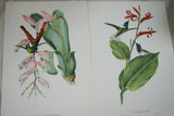 VERY RARE 1960 Rare Descourtilz Limited Edition Original Folio Lithograph Brazilian Bird Plate 51 Jacobin Hummingbird or Oiseau-Mouche a Collier and Red Ginger