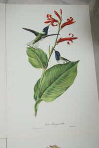 VERY RARE 1960 Rare Descourtilz Limited Edition Original Folio Lithograph Brazilian Bird Plate 51 Jacobin Hummingbird or Oiseau-Mouche a Collier and Red Ginger