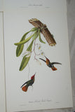 VERY RARE 1960 Rare Descourtilz Limited Edition Original Folio Lithograph Brazilian Bird Plate 53 Ruby & Topaz Hummingbird or Oiseau-Mouche Rubis Topaze with Orchid Flower