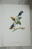 VERY RARE 1960 Rare Descourtilz Limited Edition Original Folio Lithograph Brazilian Bird Plate 47 Blue Honey Creeper or Guit-Guit Aux Ailes Variees