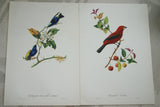 VERY RARE 1960 Rare Descourtilz Limited Edition Original Folio Lithograph Brazilian Bird Plate 33 Brazilian Tanager or Ramphocele Scarlatte