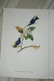 VERY RARE 1960 Rare Descourtilz Limited Edition Original Folio Lithograph Brazilian Bird Plate 47 Blue Honey Creeper or Guit-Guit Aux Ailes Variees