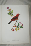 VERY RARE 1960 Rare Descourtilz Limited Edition Original Folio Lithograph Brazilian Bird Plate 33 Brazilian Tanager or Ramphocele Scarlatte