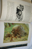 VERY RARE Antique Book from the Library of Natural History by Richard Lydekker from 1901: " Mammals" WHALES  SLOTHS PANGOLINS KOALAS KANGAROOS (Leather Bound with Gold Leaf Edges) RIVERSIDE PUBLISHING COMPANY, 1901 CHICAGO