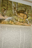 SOLD Very Rare Antique Book from the Library of Natural History by Richard Lydekker from 1901: "The Ungulates, Ruminants & More" (Leather Bound with Gold Leaf Edges) Mammals RIVERSIDE PUBLISHING COMPANY, 1901 CHICAGO, no foxing