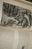 SOLD Very Rare Antique Book from the Library of Natural History by Richard Lydekker from 1901: "The Ungulates, Ruminants & More" (Leather Bound with Gold Leaf Edges) Mammals RIVERSIDE PUBLISHING COMPANY, 1901 CHICAGO, no foxing