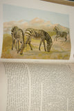 SOLD Very Rare Antique Book from the Library of Natural History by Richard Lydekker from 1901: "The Ungulates, Ruminants & More" (Leather Bound with Gold Leaf Edges) Mammals RIVERSIDE PUBLISHING COMPANY, 1901 CHICAGO, no foxing