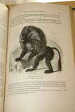 Very Rare Antique Book from the Library of Natural History by Richard Lydekker from 1901: "Mammals, Apes, Monkeys & Bats" (Leather Bound with Gold Leaf Edges) no foxing RIVERSIDE PUBLISHING COMPANY, 1901 CHICAGO