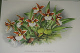 Lindenia Limited Edition Print: Odontoglossum x Adrianae Var Crawshayanum (White with Speckled Sienna)  Orchid Collector Art (B4)