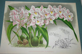 Limited Edition LINDENIA : Odontoglossum Nebulosum Var Amabile Orchid (Yellow and White)  Collectible Art (B3)