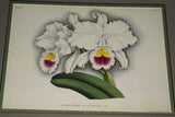 Lindenia  Limited Edition Print: Cattleya Mendeli Lind Var Princesse Clementine L Lind (White with Yellow and Fushia Center) Orchid Collector Art. (B5)
