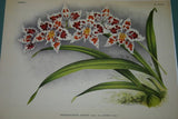 Lindenia Limited Edition Print: Odontoglossum Crispum Var Le Czar L Lind (White, Red and Yellow) Orchid Collector Art (B4)