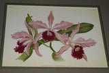Lindenia Limited Edition Print: Laeliocattleya x Varjenevskyana (Pink and Magenta) Orchid Collector Art (B3)