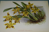 Lindenia Limited Edition Print: Odontoglossum Crispum Var Le Czar L Lind (White, Red and Yellow) Orchid Collector Art (B4)