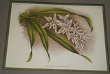 Lindenia Limited Edition Print: Odontoglossum x Adrianae Var Crawshayanum (White with Speckled Sienna)  Orchid Collector Art (B4)