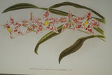 Lindenia Limited Edition Print: Odontoglossum Crispum Var Le Czar L Lind (White, Red and Yellow) Orchid Collector Art (B4)