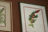VERY RARE 1960 Rare Descourtilz Limited Edition Original Folio Lithograph Brazilian Bird Plate 49 Crimson Topaz Hummingbird or Colibri Topaze