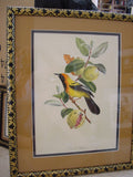 1960 VERY RARE Descourtilz Limited Edition Original Folio Lithograph Brazilian Bird Plate 35 Archbishop Tanager or Tachyphone Archeveque in Banana Tree